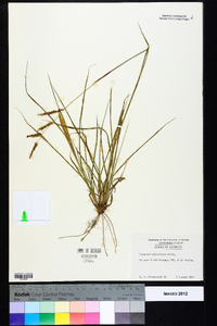 Paspalum plicatulum image