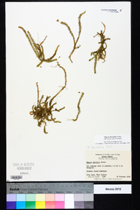 Mayaca fluviatilis image