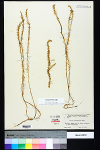 Mayaca fluviatilis image