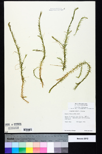 Mayaca fluviatilis image