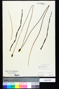 Xyris caroliniana image