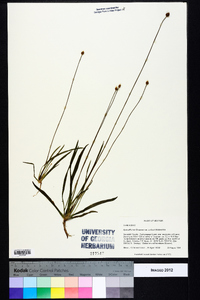 Xyris difformis var. curtissii image