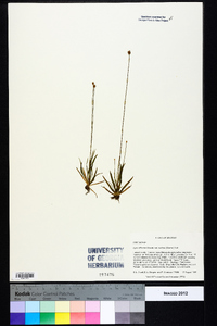 Xyris difformis var. curtissii image