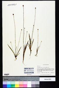 Xyris difformis var. curtissii image