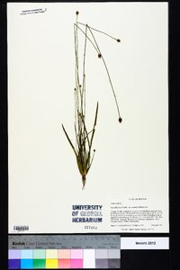 Xyris difformis var. curtissii image