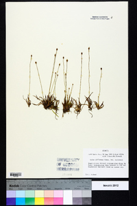 Xyris difformis var. curtissii image