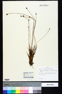 Xyris difformis var. curtissii image