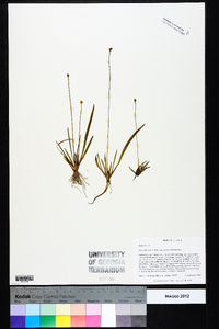 Xyris difformis var. curtissii image