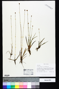 Xyris difformis var. curtissii image