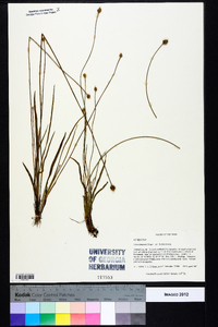 Xyris difformis var. floridana image