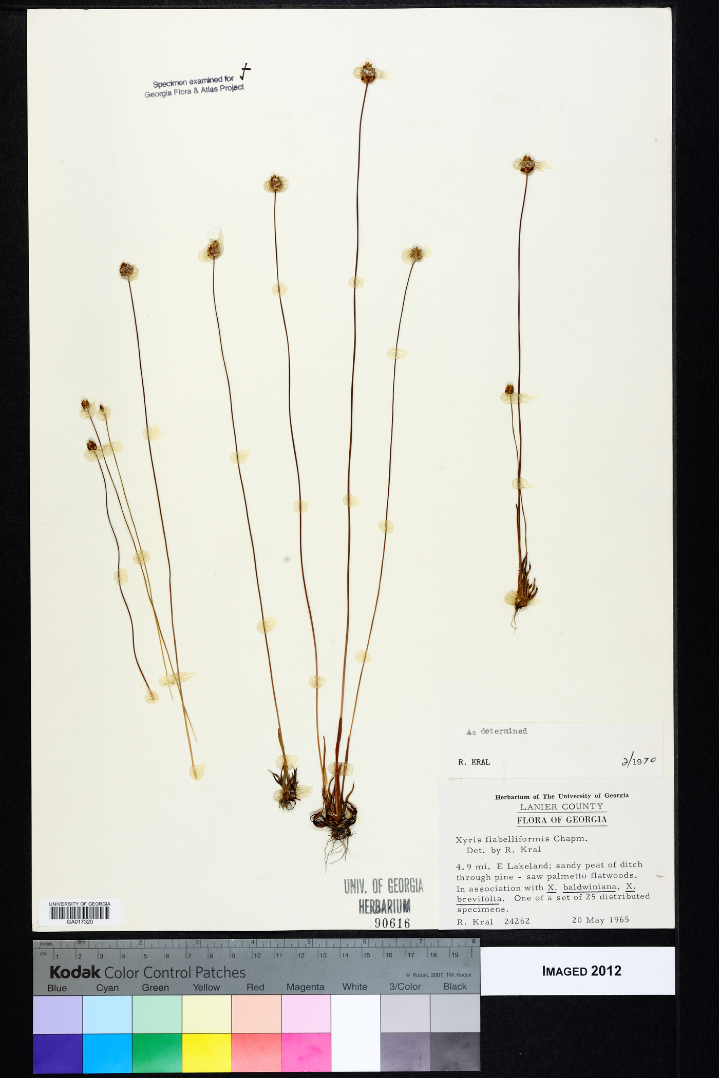 Xyris flabelliformis image