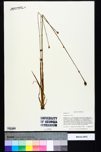 Xyris jupicai image