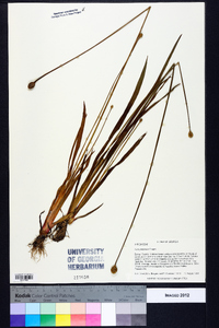 Xyris platylepis image