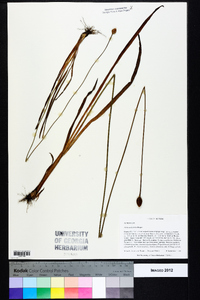 Xyris scabrifolia image