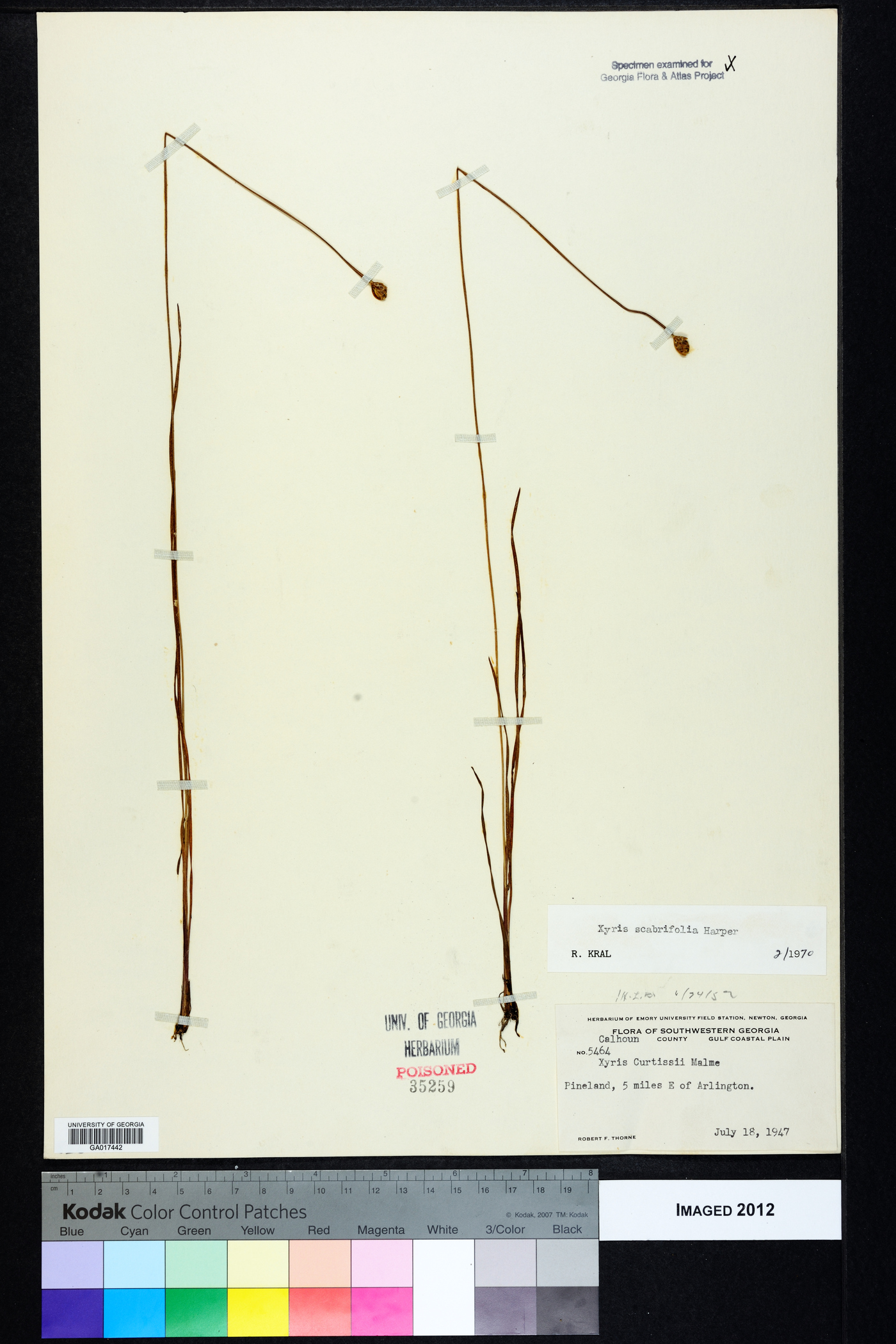 Xyris scabrifolia image