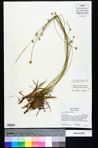 Eriocaulon compressum image