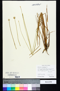 Eriocaulon compressum image