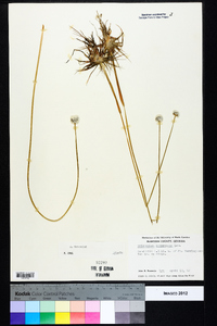 Eriocaulon compressum image