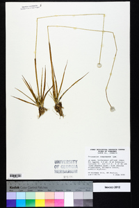 Eriocaulon compressum image