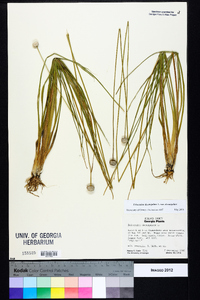 Eriocaulon decangulare var. decangulare image