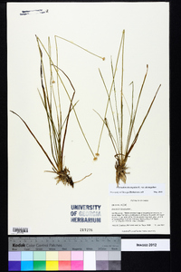 Eriocaulon decangulare var. decangulare image