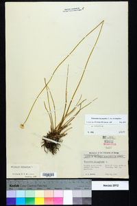 Eriocaulon decangulare var. decangulare image