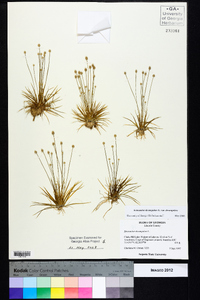 Eriocaulon decangulare var. decangulare image