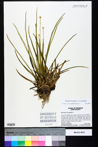 Eriocaulon decangulare image