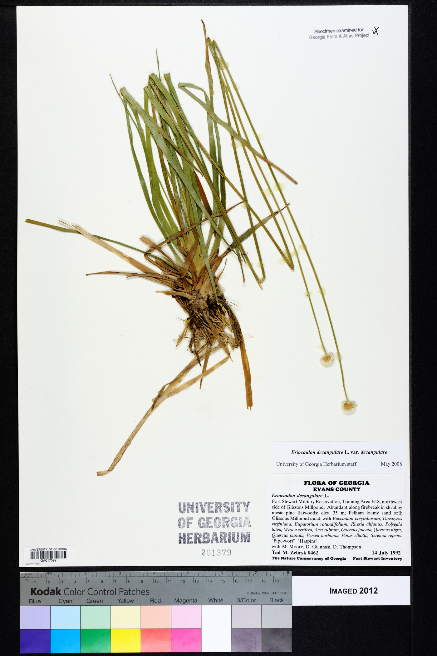 Eriocaulon decangulare var. decangulare image
