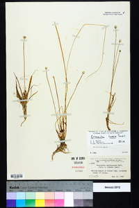 Eriocaulon lineare image