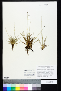 Lachnocaulon anceps image