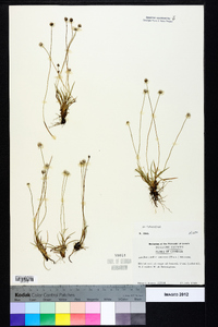 Lachnocaulon anceps image