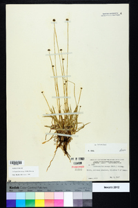 Lachnocaulon anceps image