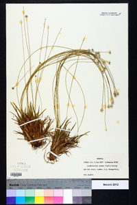 Lachnocaulon anceps image