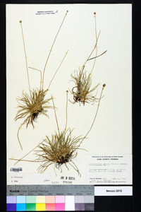 Lachnocaulon anceps image