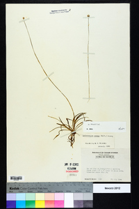 Lachnocaulon anceps image