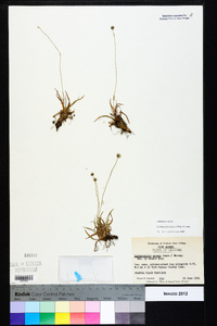 Lachnocaulon anceps image