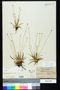 Lachnocaulon anceps image