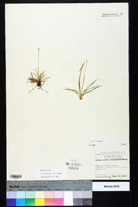 Lachnocaulon anceps image