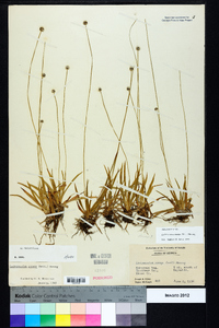 Lachnocaulon anceps image