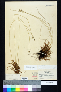 Lachnocaulon anceps image