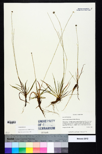 Lachnocaulon anceps image