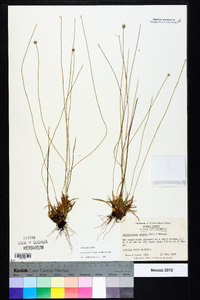 Lachnocaulon anceps image