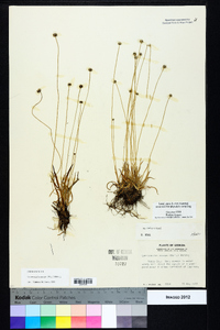 Lachnocaulon anceps image