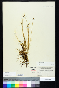 Lachnocaulon anceps image