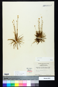 Syngonanthus flavidulus image