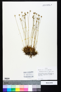 Syngonanthus flavidulus image