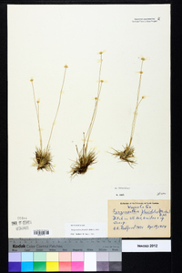 Syngonanthus flavidulus image