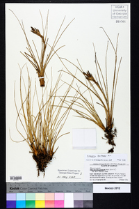 Tillandsia bartramii image