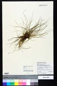 Tillandsia bartramii image